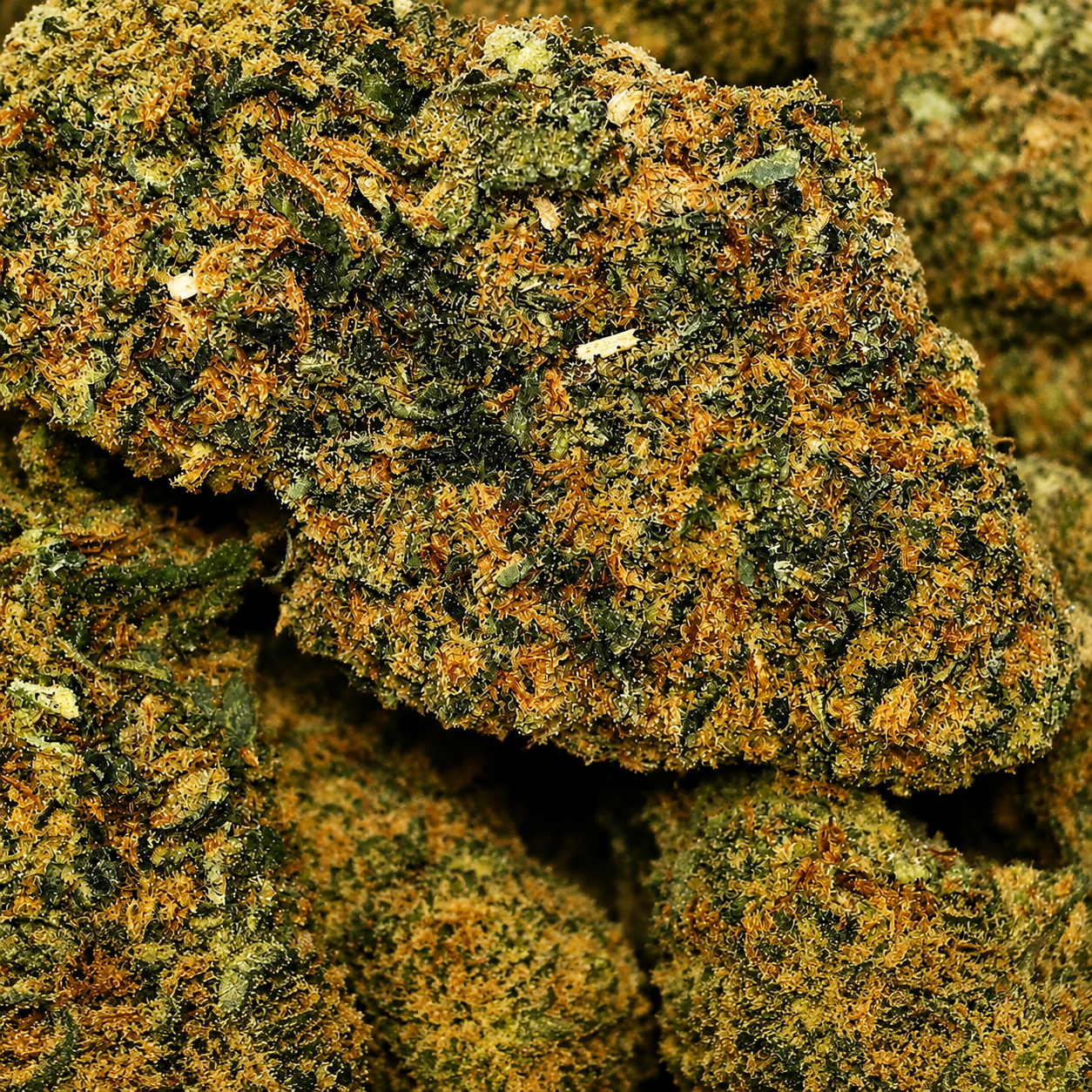 Gelato Indoor